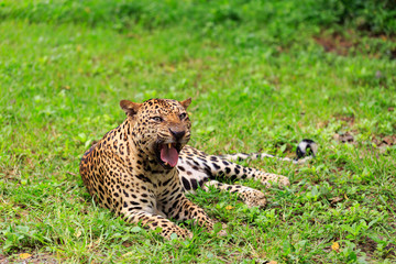 Leopard lying on the grass in the zoo.