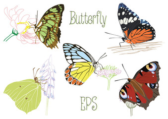 Butterflies sitting on