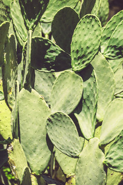 Prickly pears (Opuntia ficus-indica) - also known as indian figs