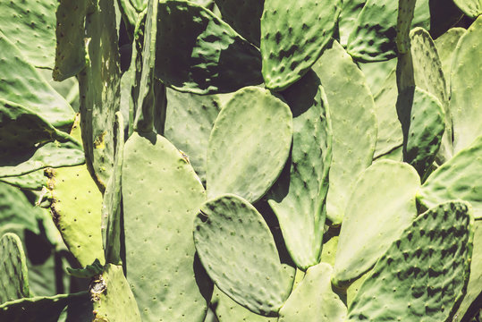 Prickly pears (Opuntia ficus-indica) - also known as indian figs