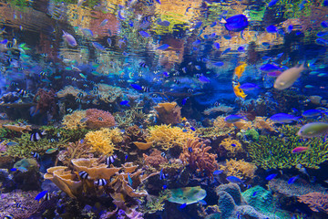 Fototapeta na wymiar Beautiful coral in underwater with colorful fish.