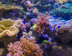 Naklejka na ściany i meble Beautiful coral in underwater with colorful fish.