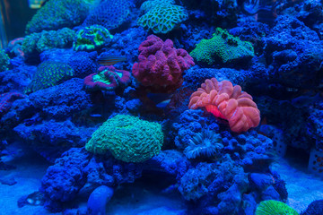 Beautiful coral in underwater with colorful fish.