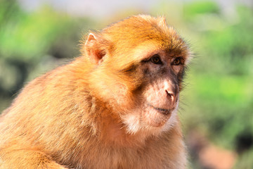 Barbary macaque at the Ouzoud falls in Morocc