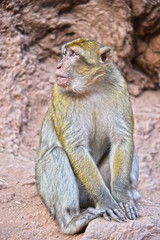 Barbary macaque at the Ouzoud falls in Morocc