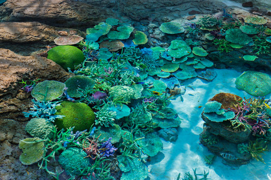 Fototapeta Beautiful coral in underwater with colorful fish.