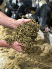 Silage. Hands with roughage. Cattlefeed. Stable with cows. Farming. Farmer. Netherlands
