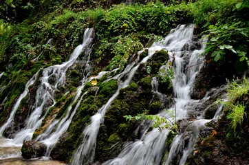 Yosunların arasından oksijen