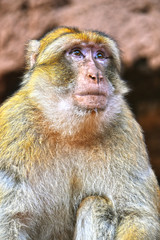 Barbary macaque at the Ouzoud falls in Morocc