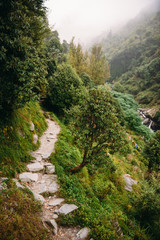 Fototapeta na wymiar Small path between trees in the mountain forest in Bhagsu, India