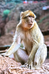 Barbary macaque at the Ouzoud falls in Morocc