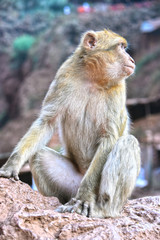 Barbary macaque at the Ouzoud falls in Morocc