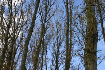 Trees