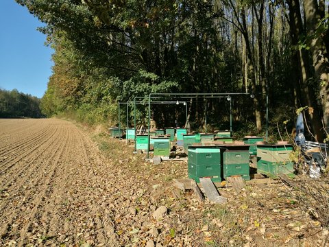 Bienenst&ouml;cke eines Imker an einem bestellten Acker und Feld im Herbst bei blauem Himmel und Sonnenschein am Rand des Teutoburger Wald in Oerlinghausen bei Asemissen und Bielefeld in Ostwestfalen-Lippe