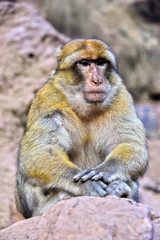 Obraz premium Barbary macaque at the Ouzoud falls in Morocc