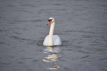 schwan im wasser
