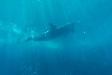 Fototapeta premium Dolphin show in aquarium underwater