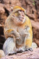 Barbary macaque at the Ouzoud falls in Morocc