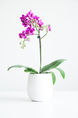  purple orchid on white vase