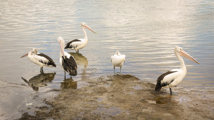 Brillenpelikane in Windang, New South Wales in Australien