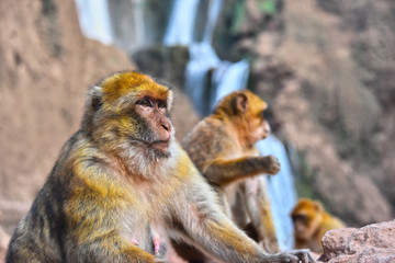 Barbary macaque at the Ouzoud falls in Morocc