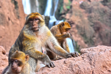 Obraz premium Barbary macaque at the Ouzoud falls in Morocc