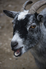 Grey goat chewing