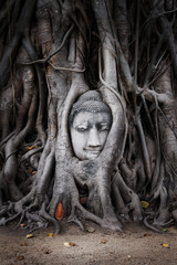Head of Sandstone Buddha in The Tree Roots from Wat Mahathat, Ayutthaya