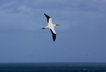 Fototapeta na wymiar Gannet bird flying