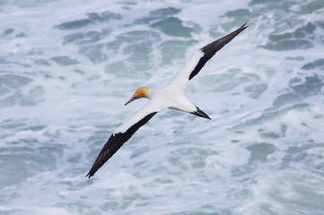 Fototapeta na wymiar Gannet bird flying over water