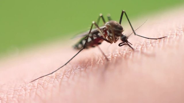 Mosquitoes suck blood until the red.