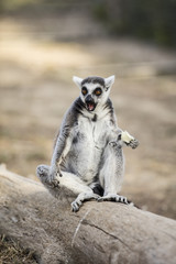 Lemur