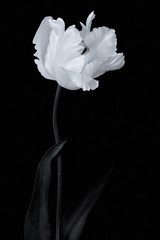 white tulip