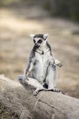 Lemur