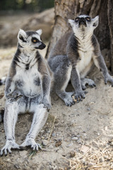 Lemur