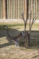 Lemur