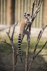 Lemur