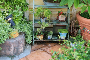 可愛い癒しの植物たち