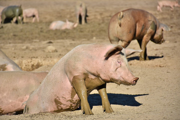 domestic pig climbing out of a wallow