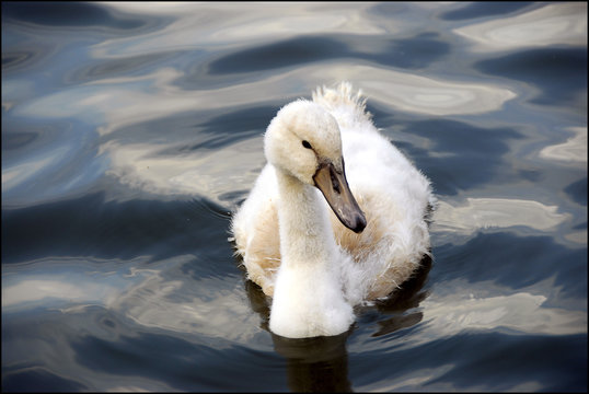 baby zwaan zwemt alleen in het water
