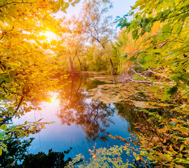 Obraz premium River in a delightful autumn forest at sunny day
