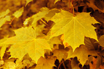 Naklejka na ściany i meble Autumnal background with yellow maple leaves.
