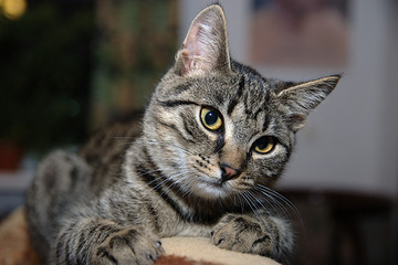 cat © Marek