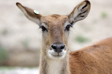 Fototapeta premium African antelope