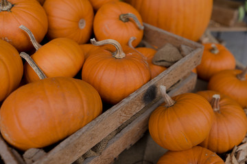 Herbstlicher Kürbismarkt