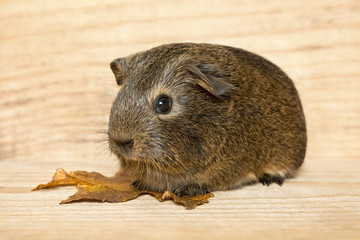 kleines Meerschweinchen