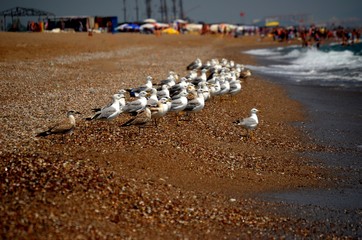 Obraz premium Martı sürüsü akdeniz