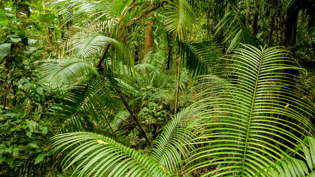 Daintree Regenwald in Queensland, Australien