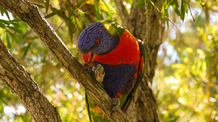 Regenbogenlori in Sydney, Australien