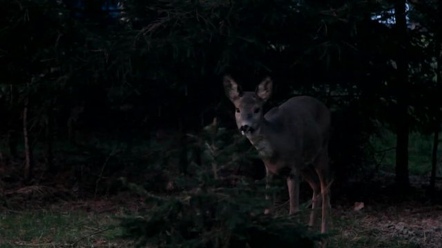 European roe deer in the dark woods